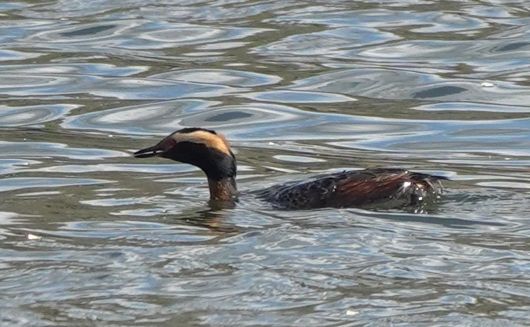 Ухаа шунгуур - ML644342182