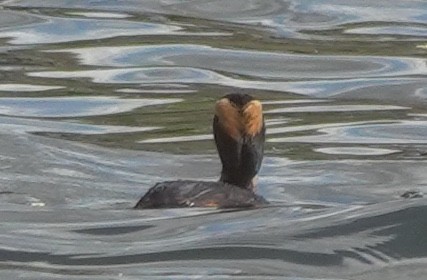 Ухаа шунгуур - ML644342183