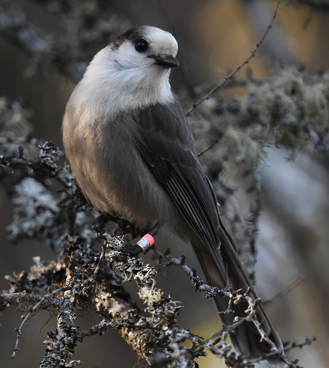 カナダカケス - ML644342184