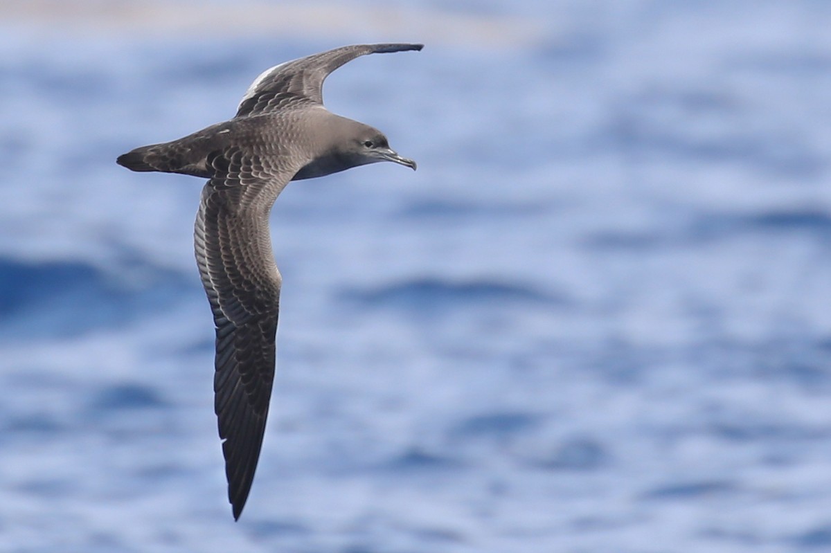 Sooty Shearwater - ML644342187