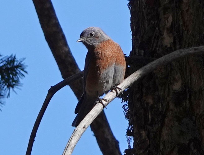Western Bluebird - ML644342188