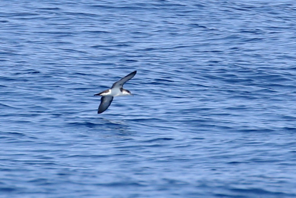 Sargasso Shearwater - ML644342193