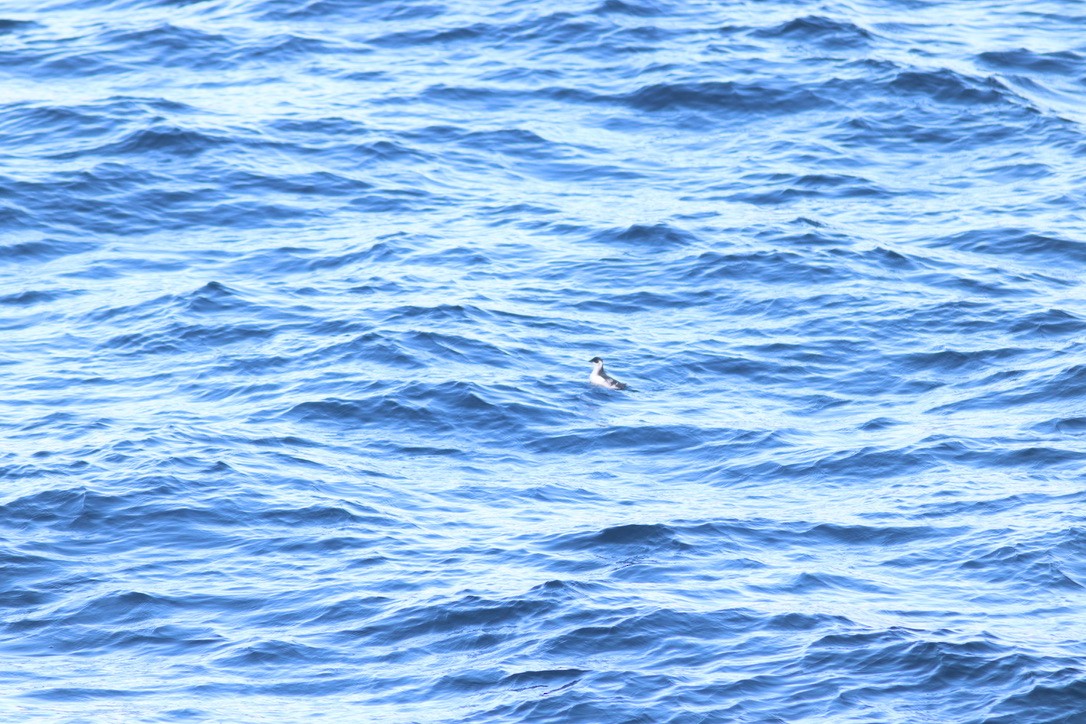 Люрик - ML644342208