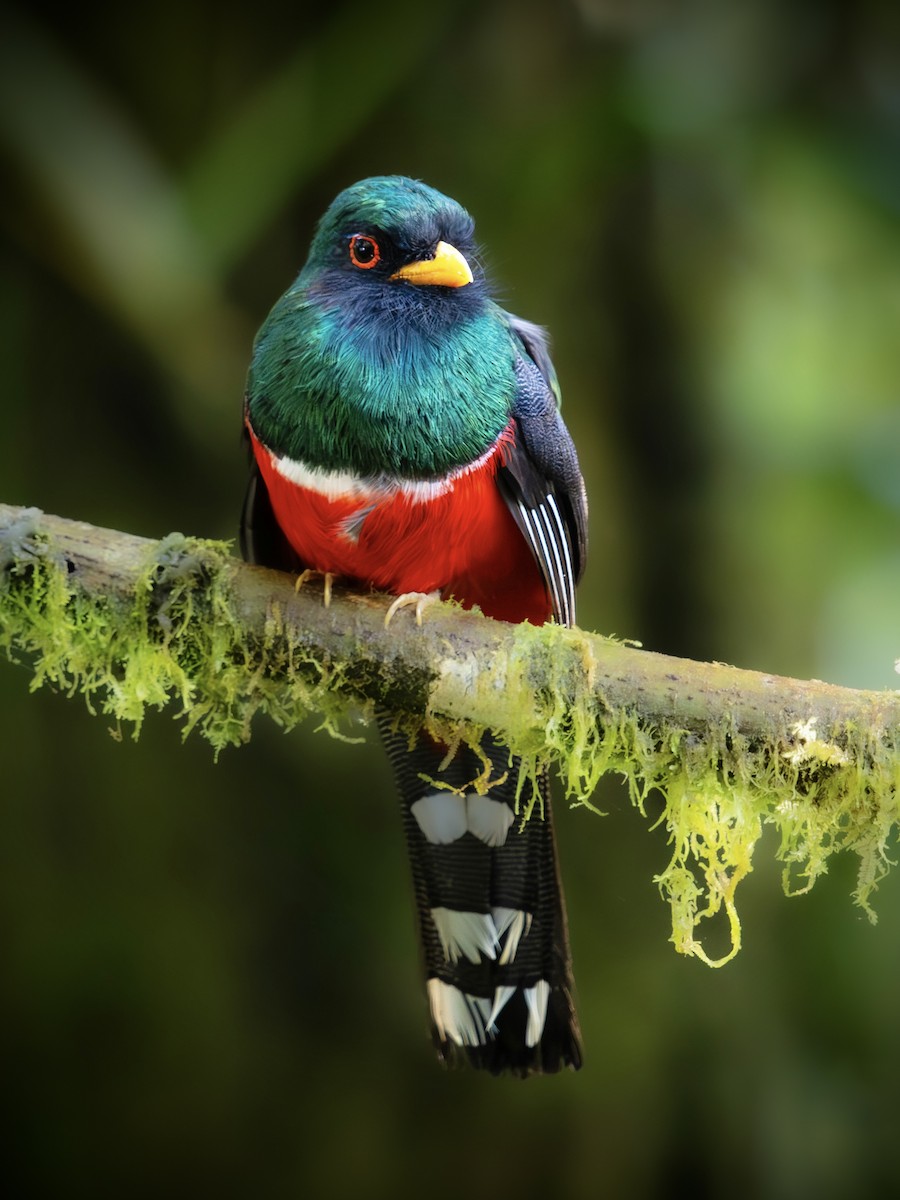 Trogon masqué - ML644342216