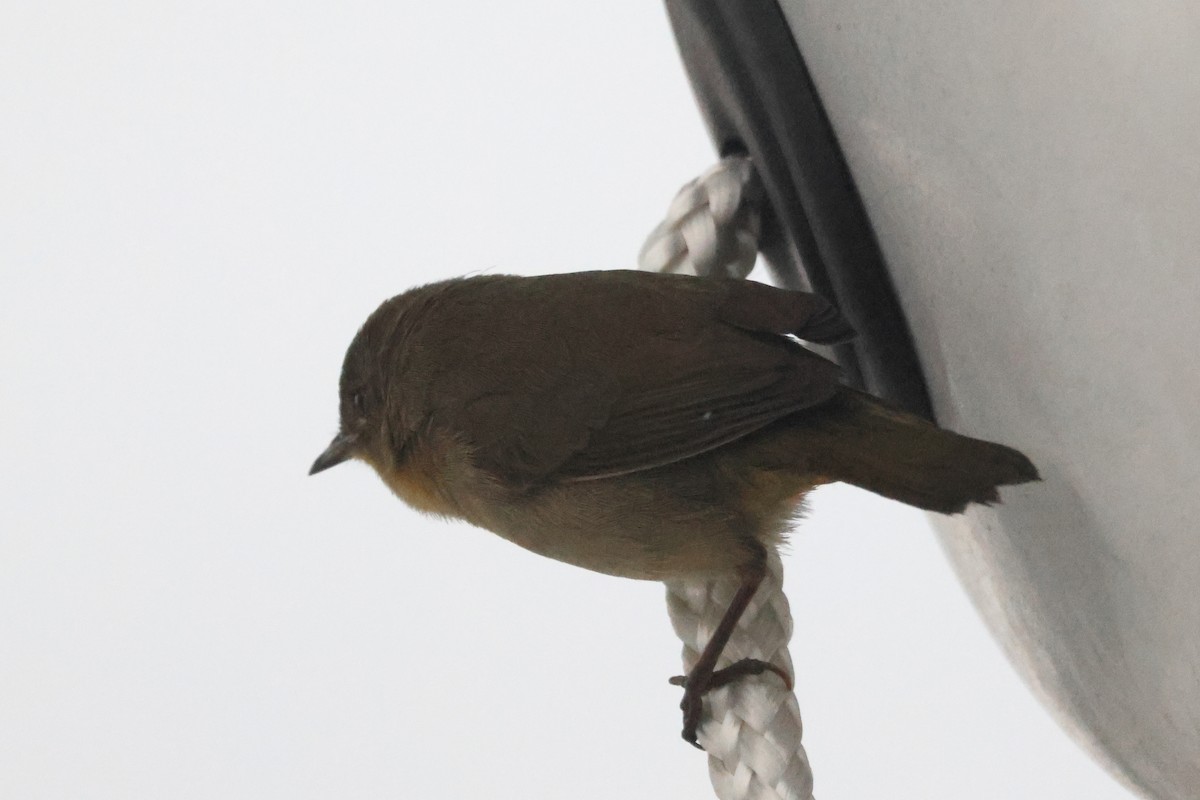Common Yellowthroat - ML644342230