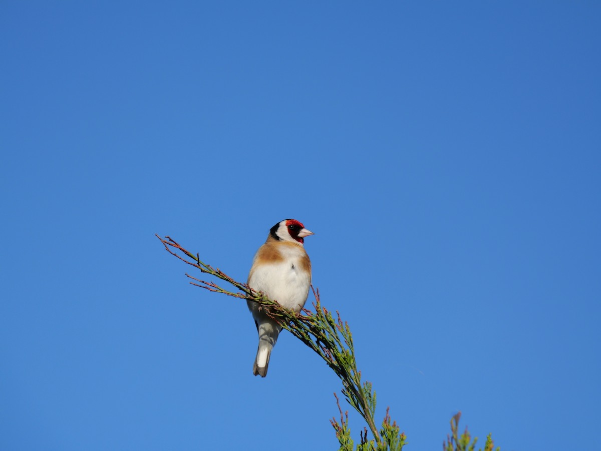 European Goldfinch - ML644342234