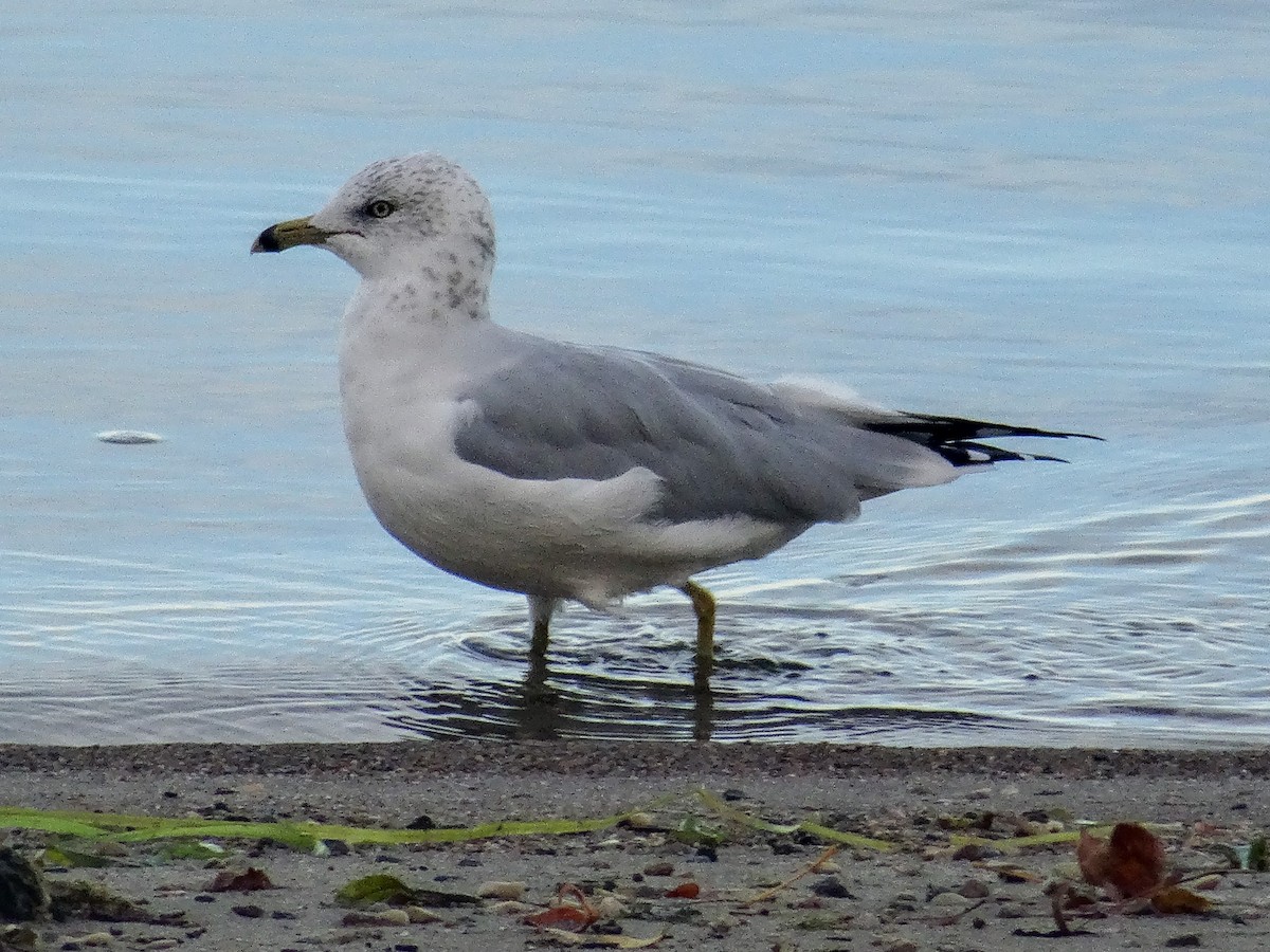 Ring-billed Gull - ML644342254