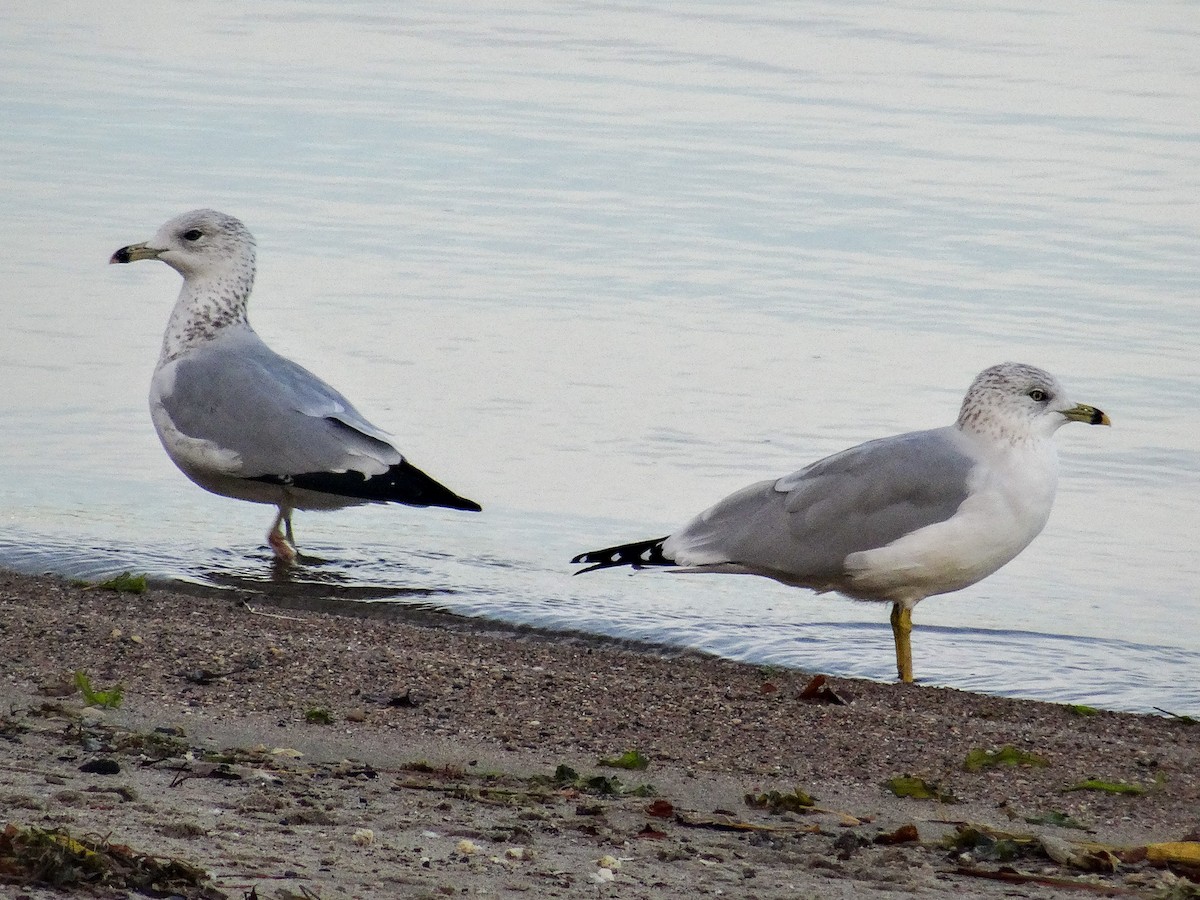 Ring-billed Gull - ML644342255