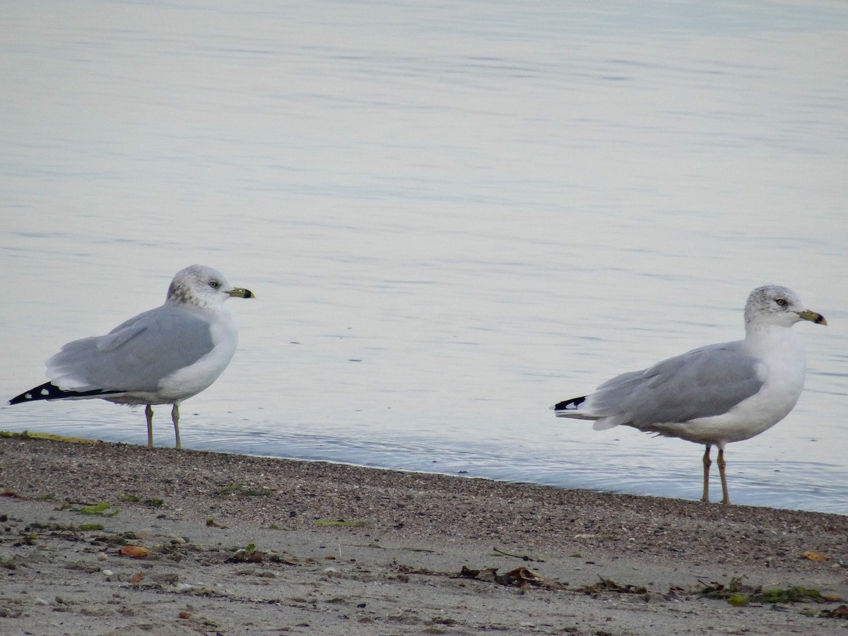 Ring-billed Gull - ML644342257