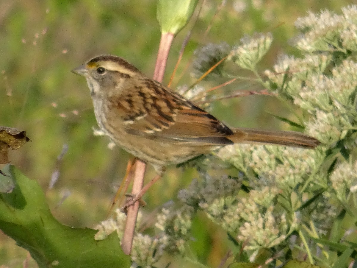 White-throated Sparrow - ML644342266