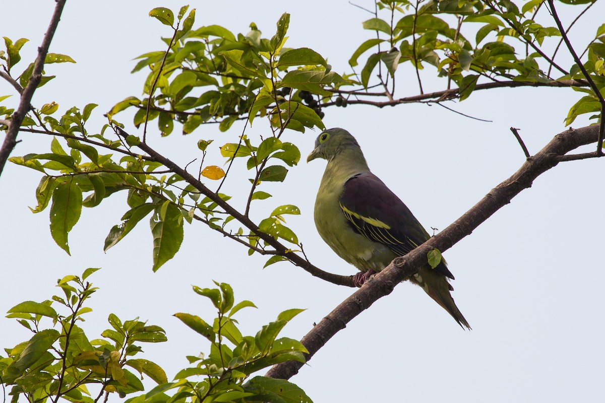Gray-cheeked Green-Pigeon - ML644342268