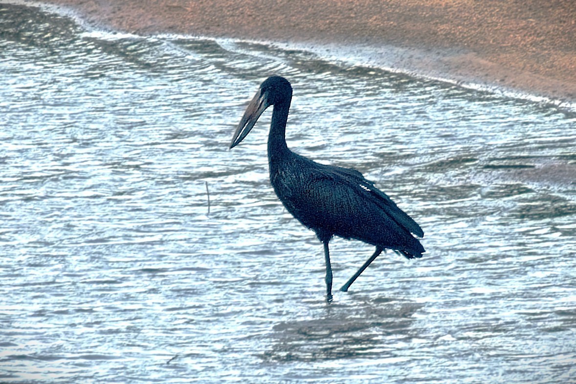 African Openbill - ML644342276