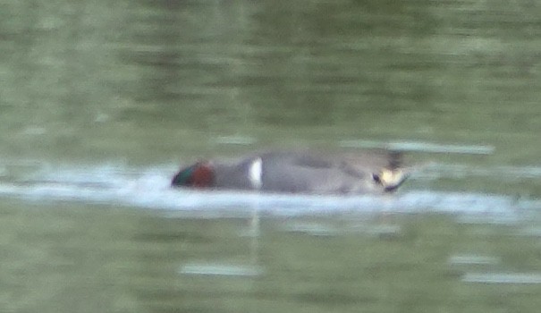 Green-winged Teal (American) - ML644342280
