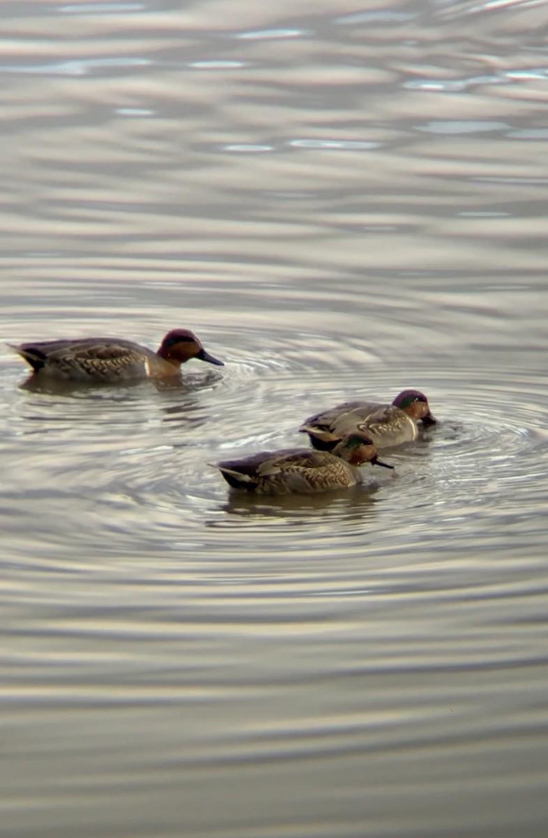 krikkand - ML644342283