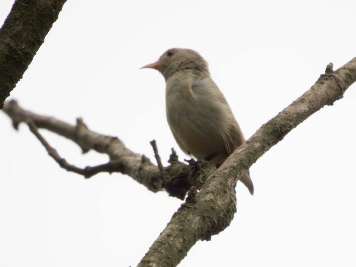 Pale-billed Flowerpecker - ML644342284