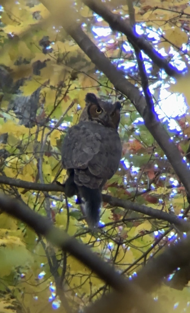 amerikahubro - ML644342292