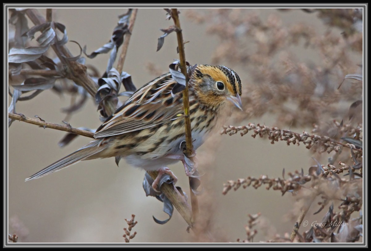 gråørespurv - ML644342294