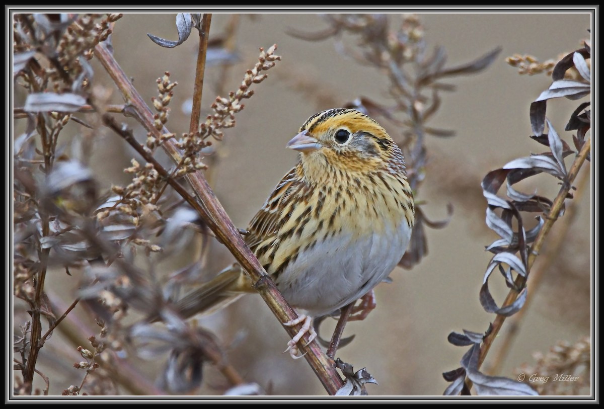 gråørespurv - ML644342295