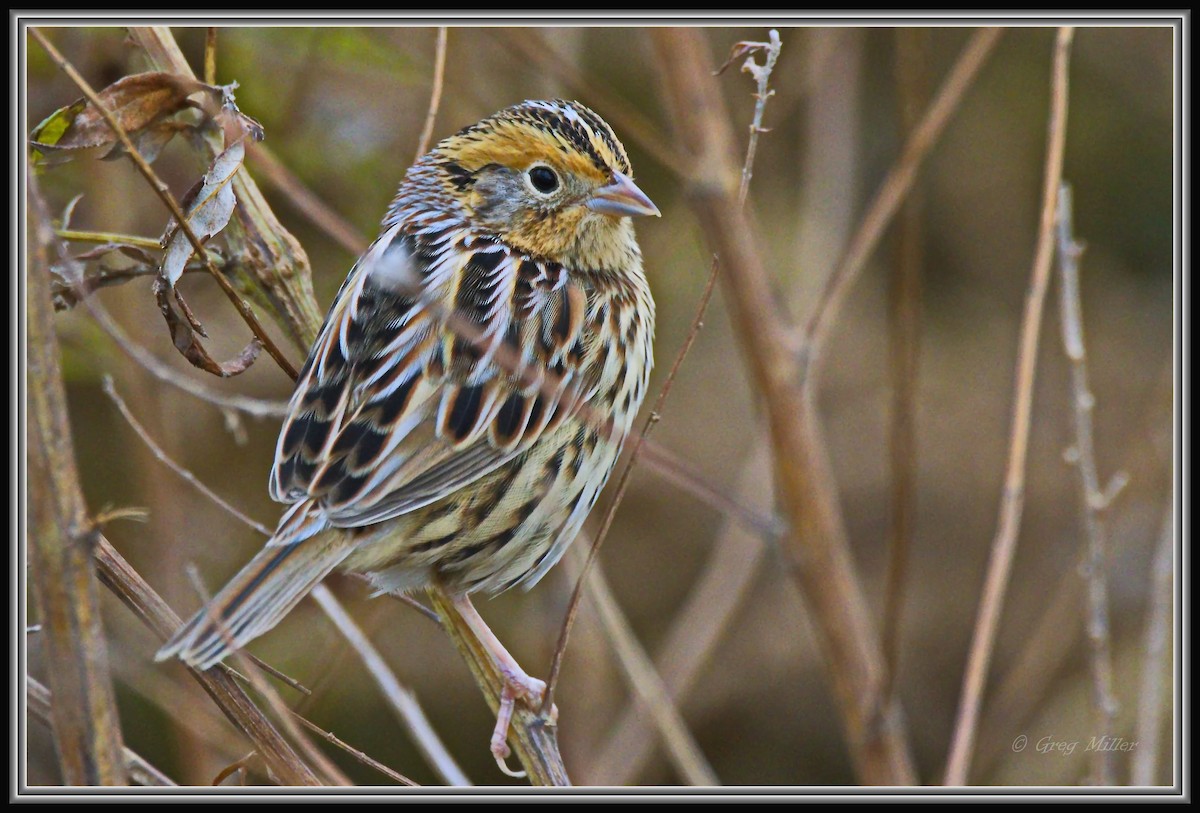 gråørespurv - ML644342296