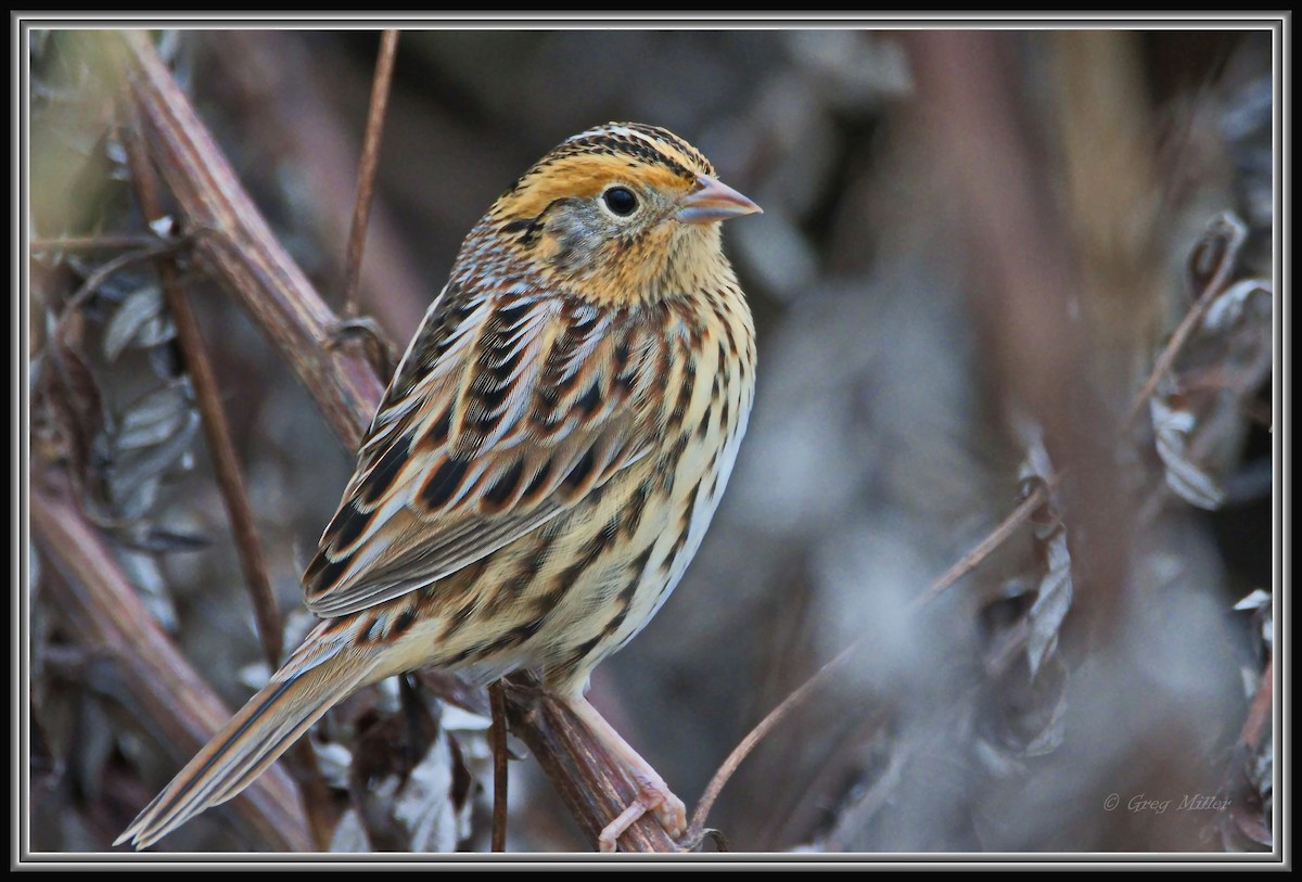 gråørespurv - ML644342297