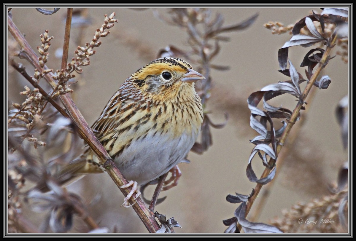 gråørespurv - ML644342298