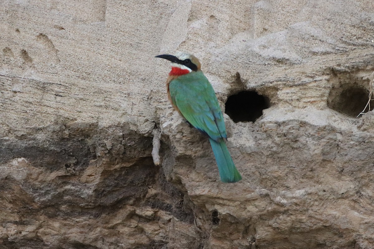 White-fronted Bee-eater - ML644342301