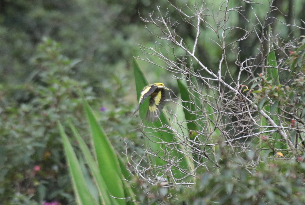 Hooded Siskin - ML644342302