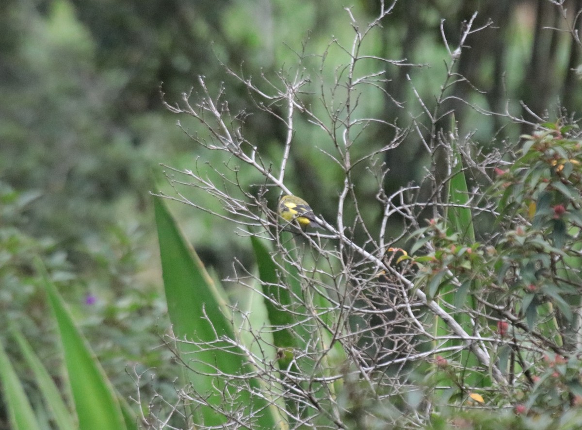 Hooded Siskin - ML644342303