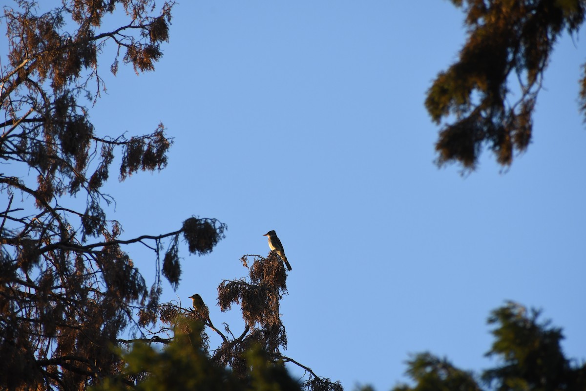 Greater Pewee - ML644342307