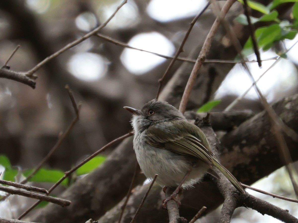 Titirijí Perlado - ML644342312