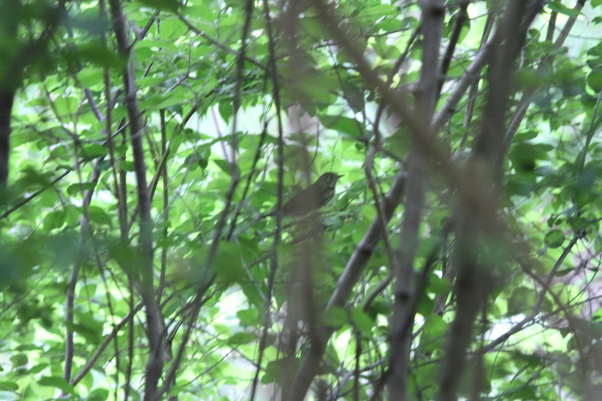 Ovenbird - ML644342323