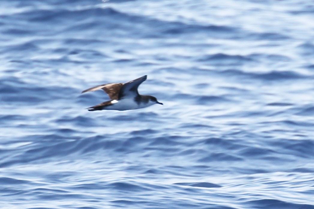 Cory's/Scopoli's Shearwater - ML644342324