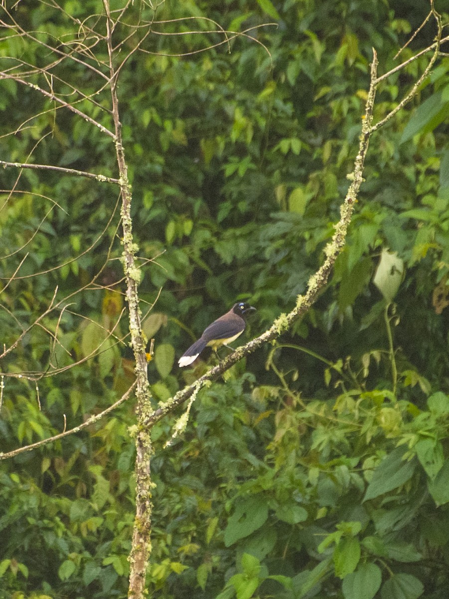 Black-chested Jay - ML644342326