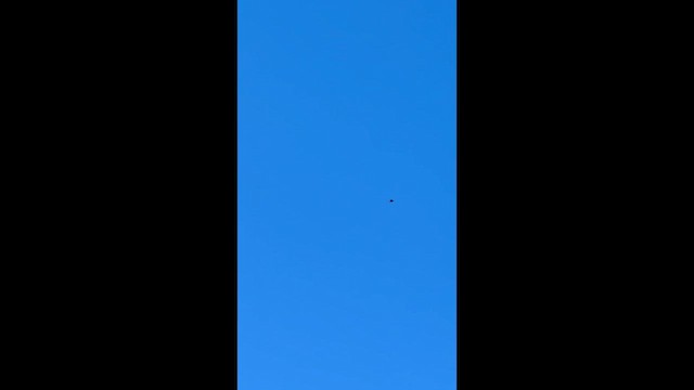 Lewis's Woodpecker - ML644342327