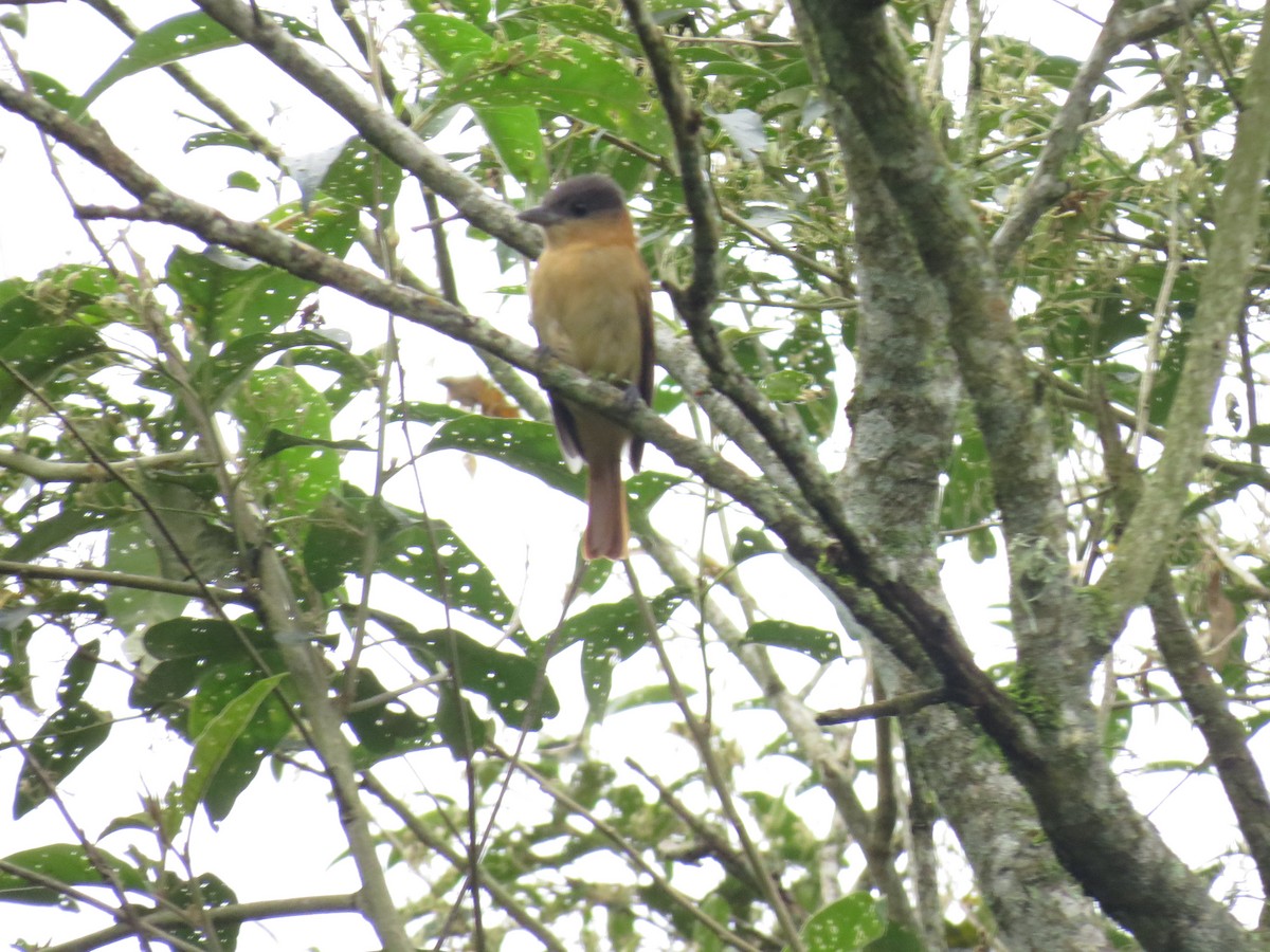 Crested Becard - ML644342328