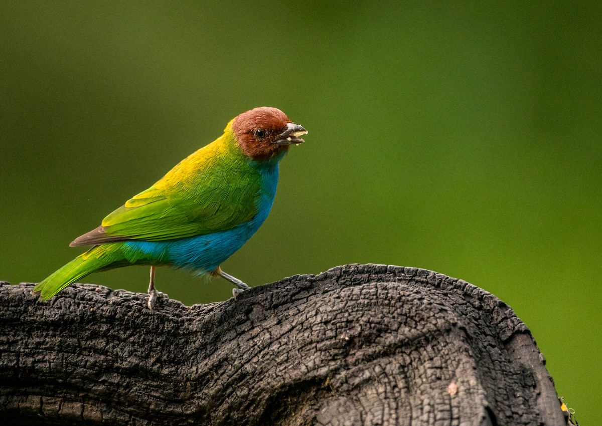 Bay-headed Tanager - ML644342332