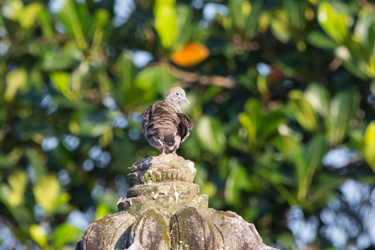 Zebra Dove - ML644342337