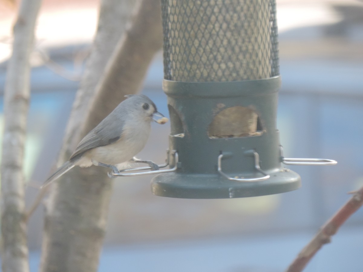 Tufted Titmouse - ML644342342
