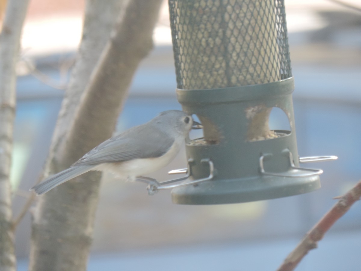 Tufted Titmouse - ML644342343