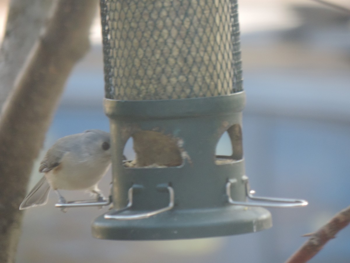 Tufted Titmouse - ML644342344