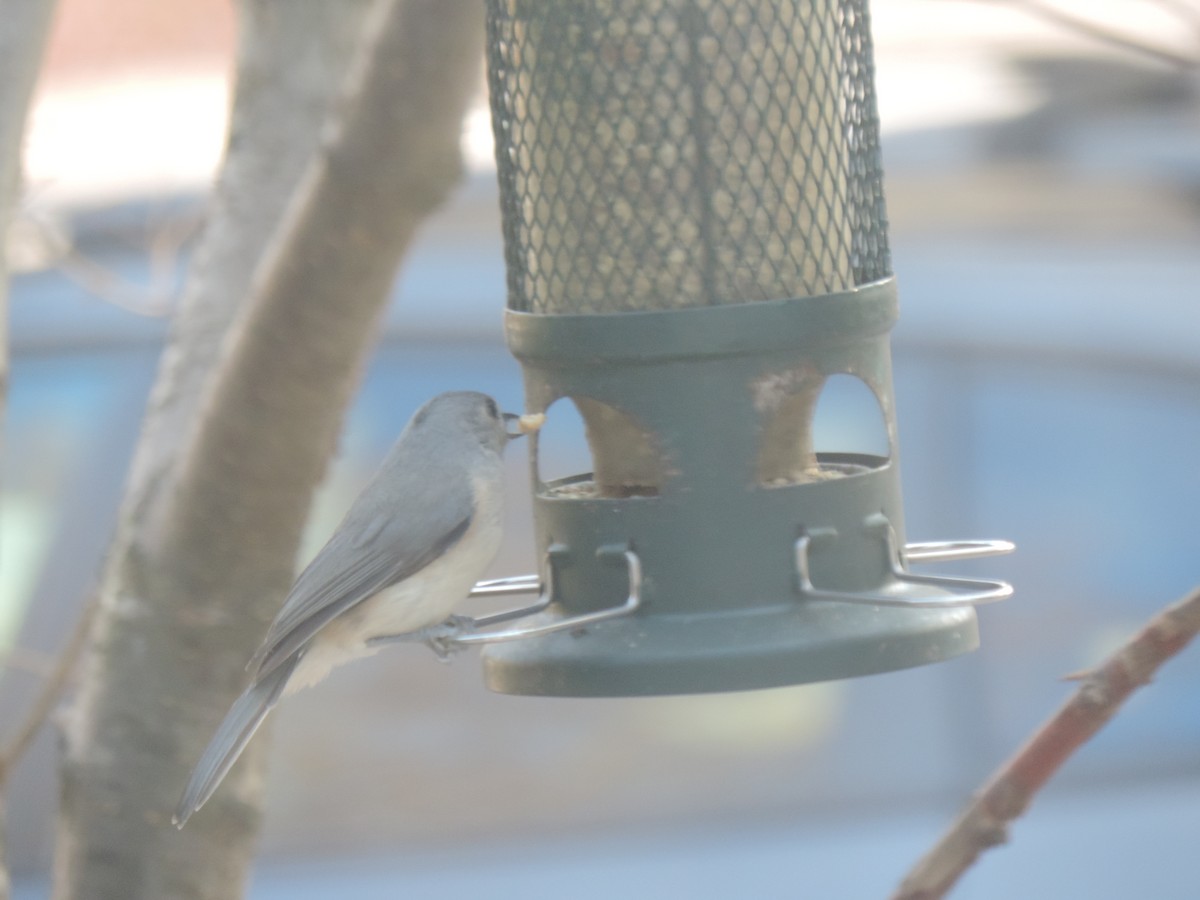 Tufted Titmouse - ML644342345