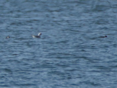 Ancient Murrelet - ML644342349