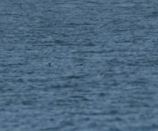 Ancient Murrelet - ML644342350