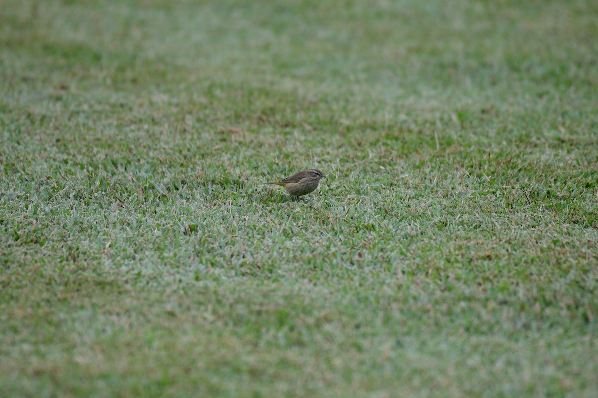 Palm Warbler - ML644342357