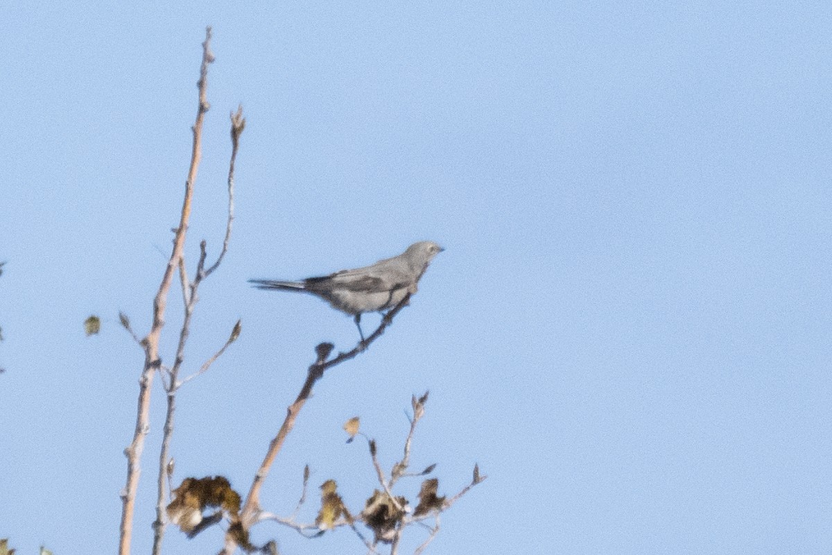 Townsend's Solitaire - ML644342369