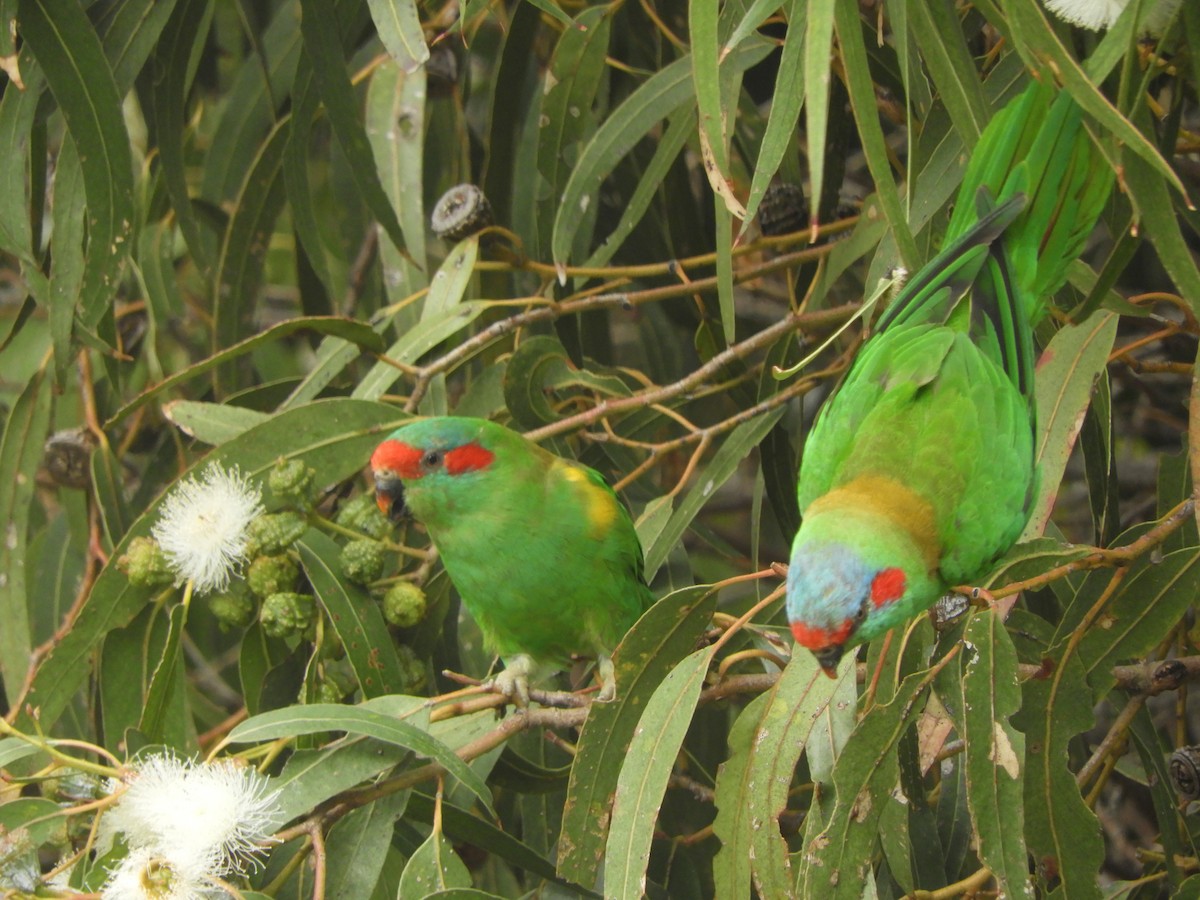 Musk Lorikeet - ML644342376