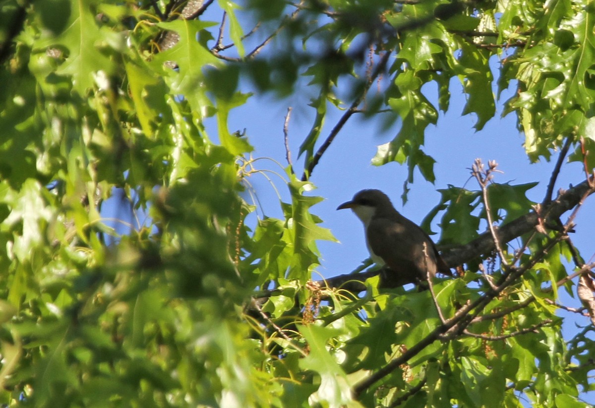 Yellow-billed Cuckoo - ML644342377
