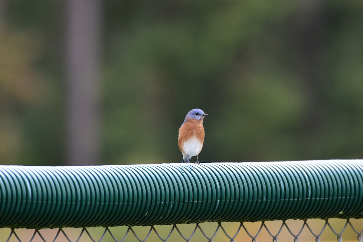 Eastern Bluebird - ML644342380