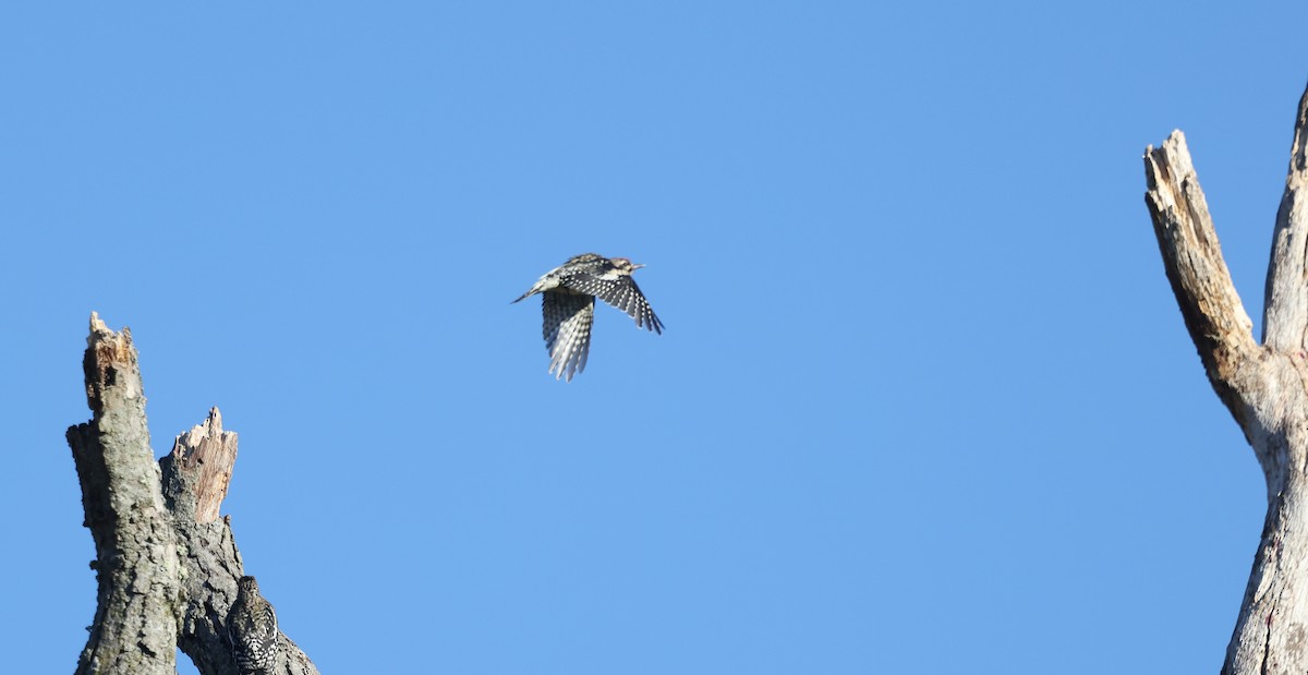 Yellow-bellied Sapsucker - ML644342382