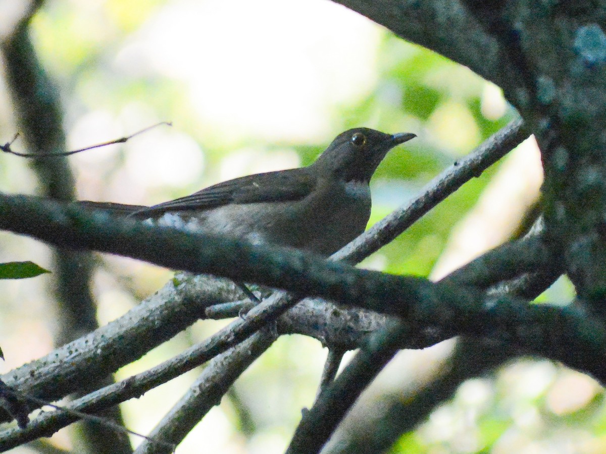 White-throated Thrush - ML644342383